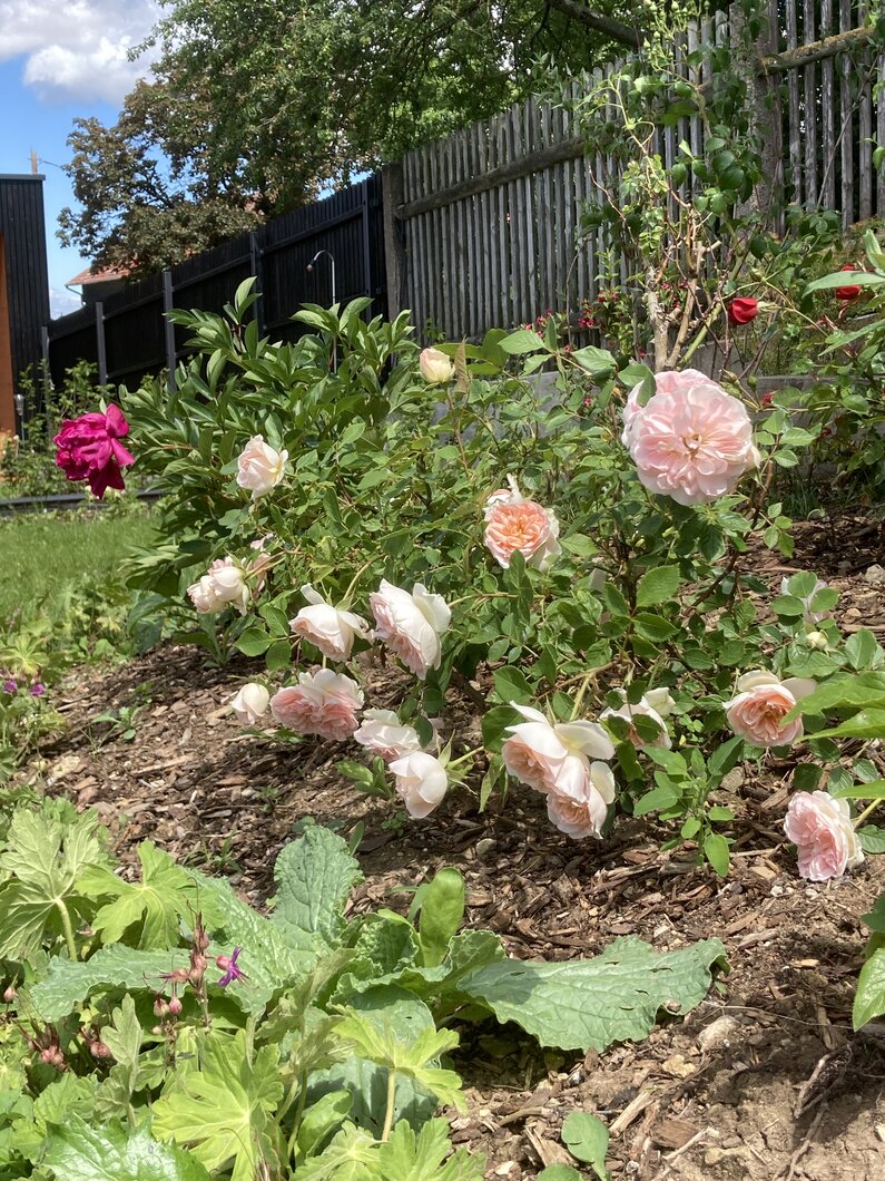 Rosenblüte