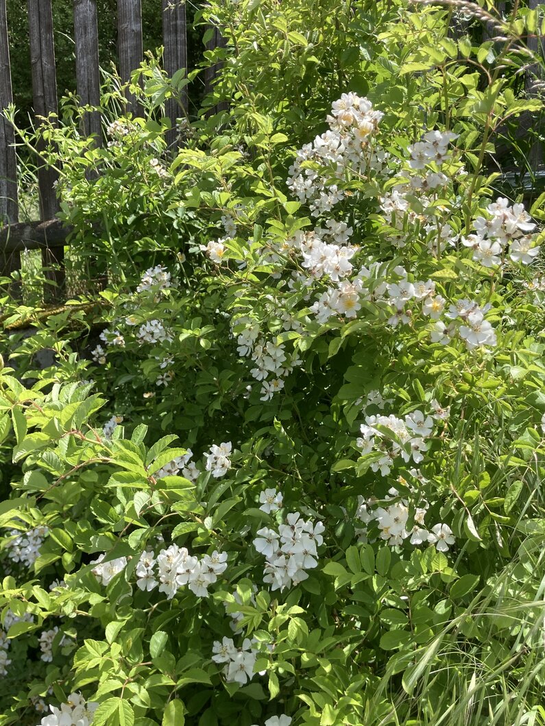Heckenrose