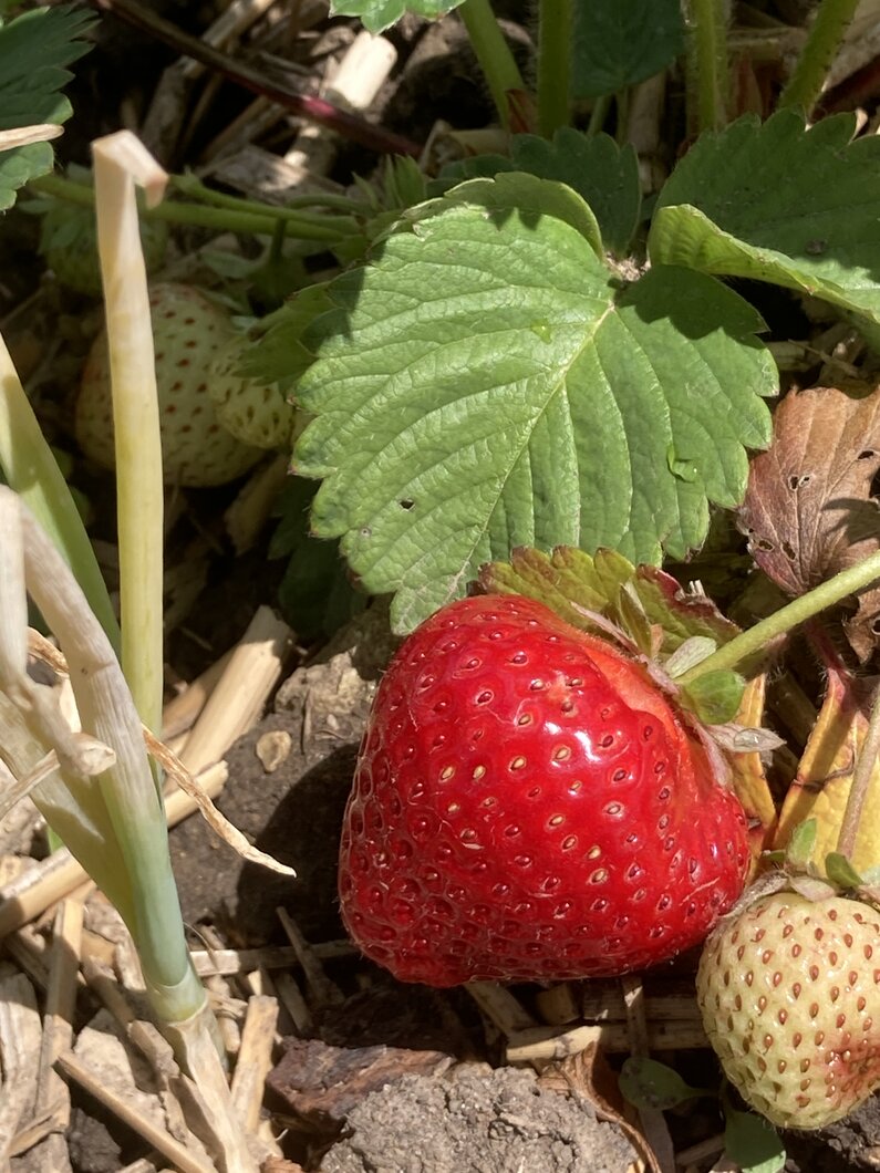 Erdbeeren reifen